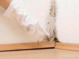 Mold Remediation for Vacation Homes in Panguitch, UT